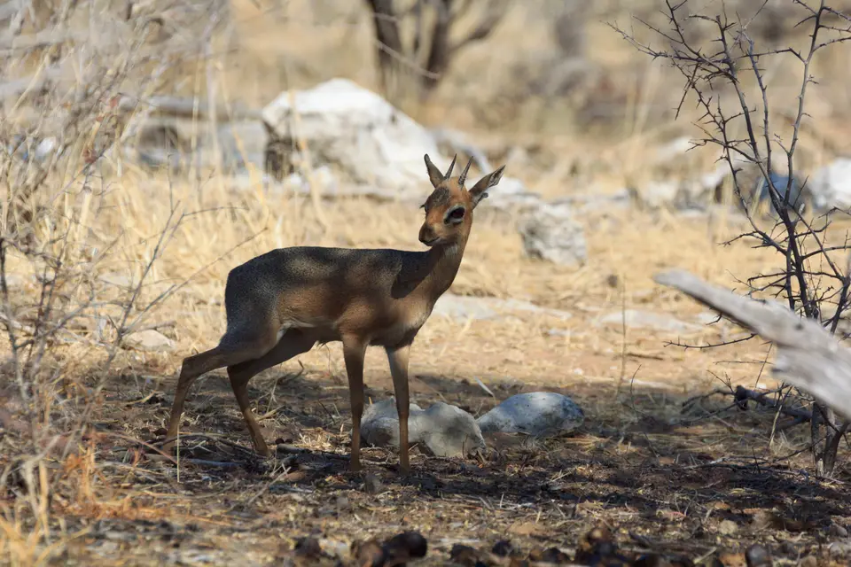 2016-Namibia-0248-2.jpg