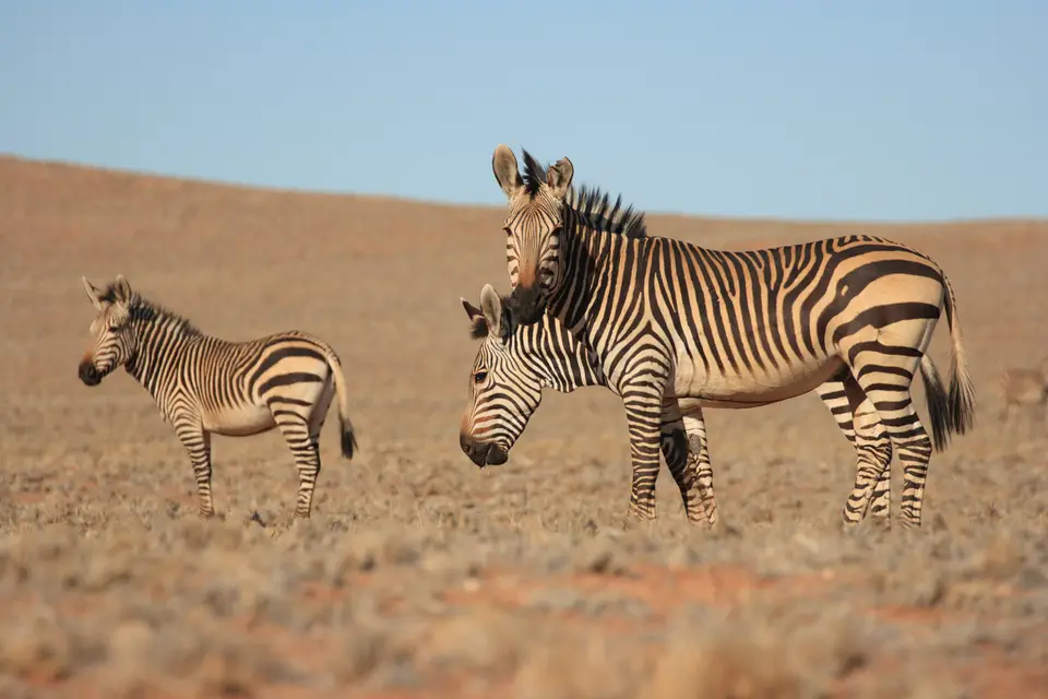 2016-Namibia-0250.jpg