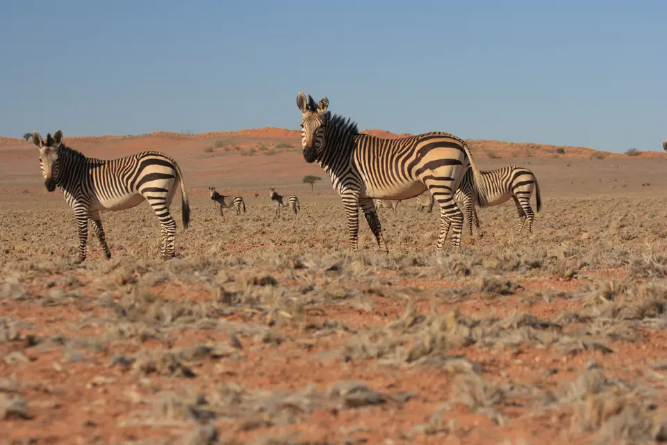 2016-Namibia-0252.jpg