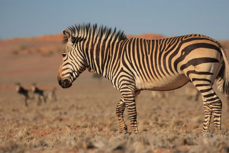 2016-Namibia-0253.jpg