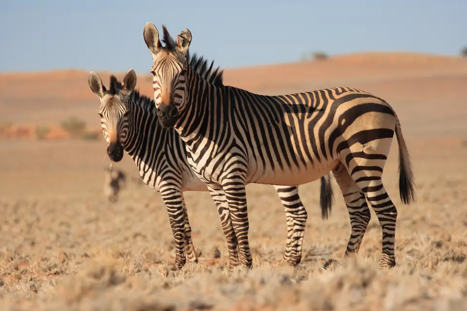 2016-Namibia-0255.jpg