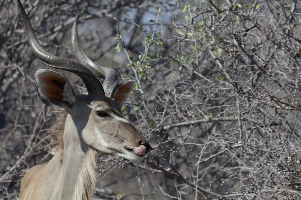 2016-Namibia-0262-2.jpg