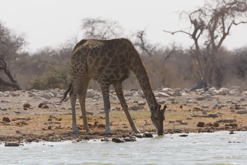 2016-Namibia-0275-2.jpg