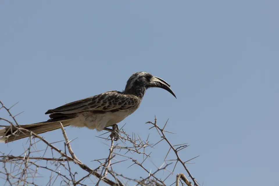 2016-Namibia-0281-2.jpg