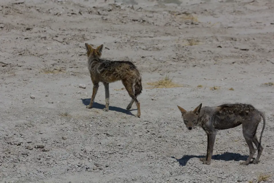 2016-Namibia-0284-2.jpg