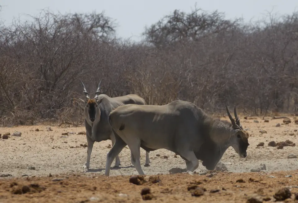 2016-Namibia-0315-2.jpg