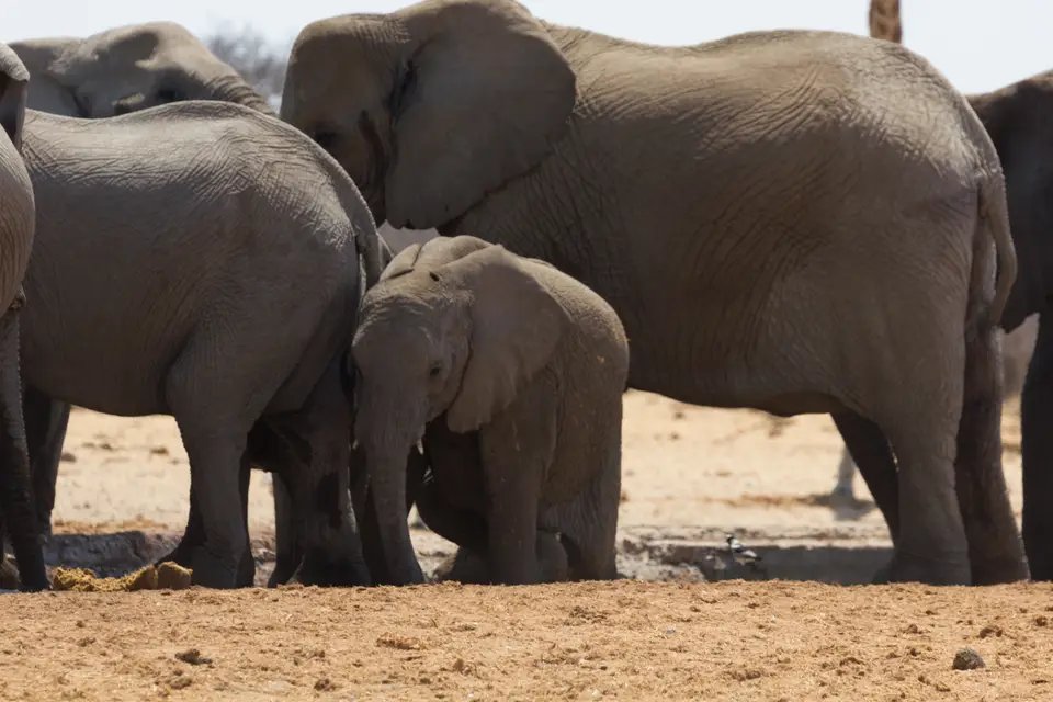 2016-Namibia-0320-2.jpg