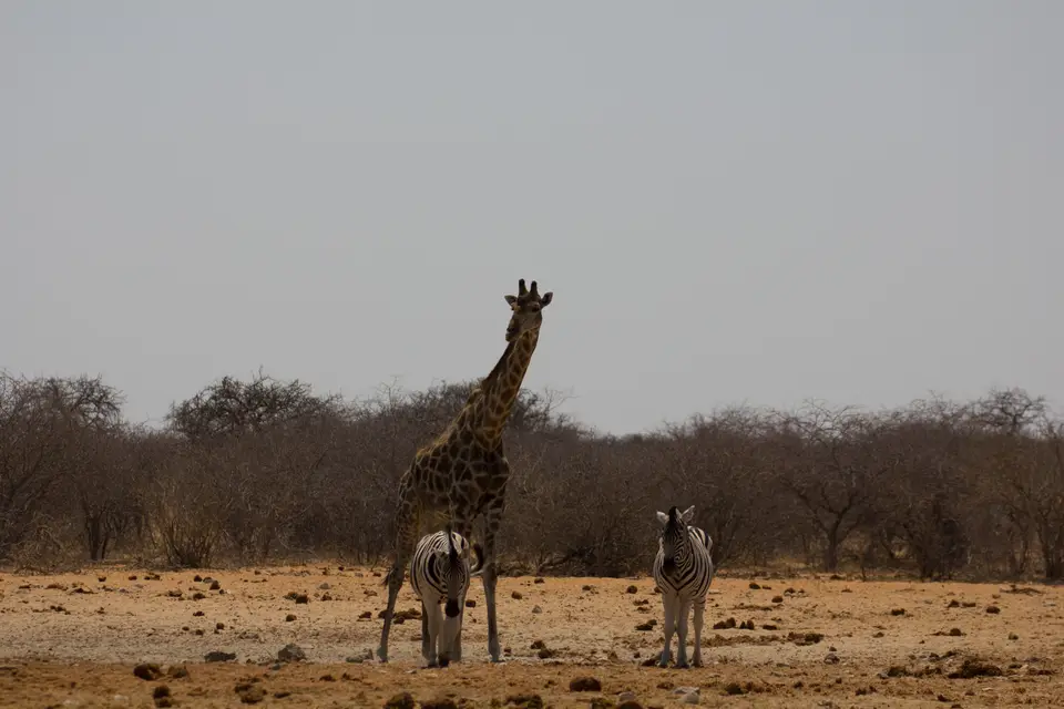 2016-Namibia-0323-2.jpg