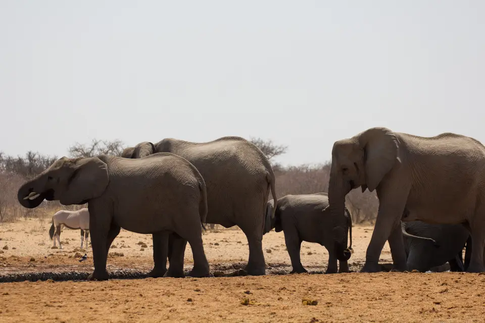 2016-Namibia-0342-2.jpg