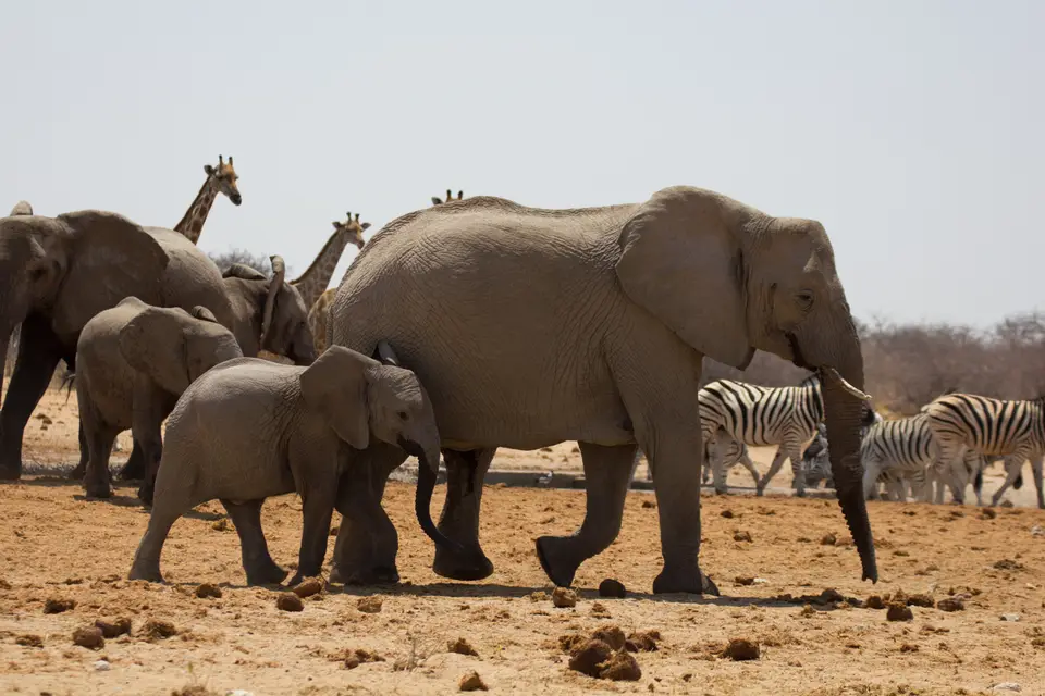 2016-Namibia-0359-2.jpg