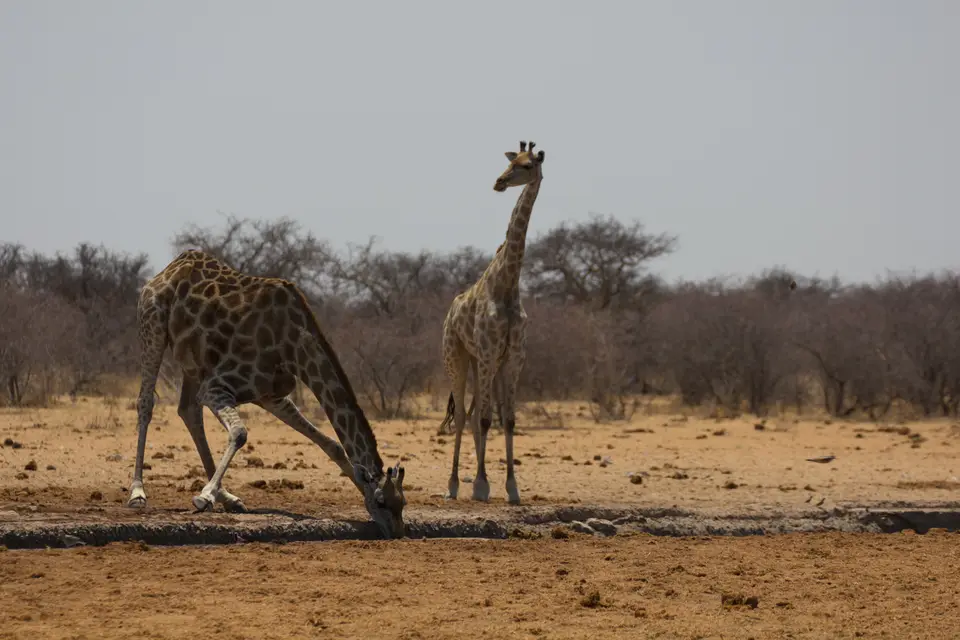 2016-Namibia-0367-2.jpg