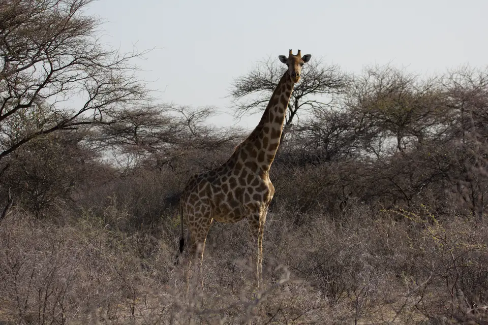 2016-Namibia-0382-2.jpg