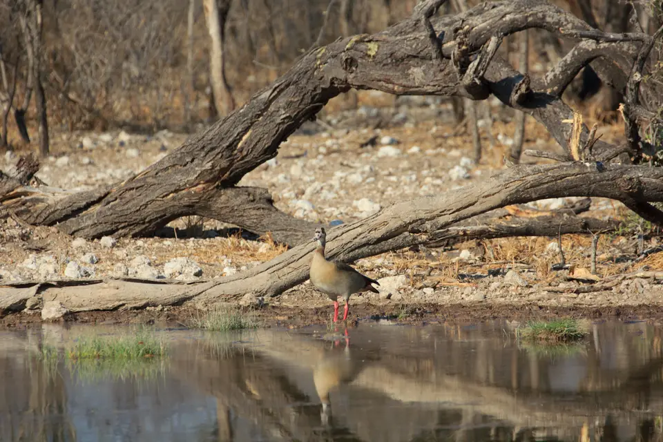 2016-Namibia-0383-2.jpg