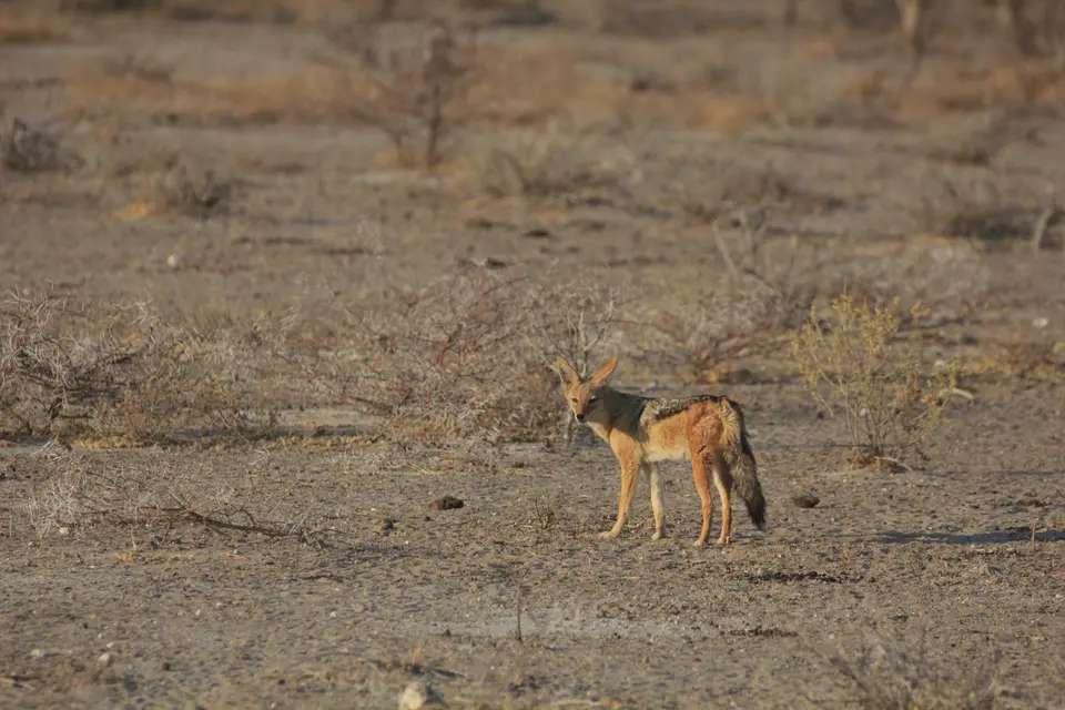 2016-Namibia-0392-2.jpg