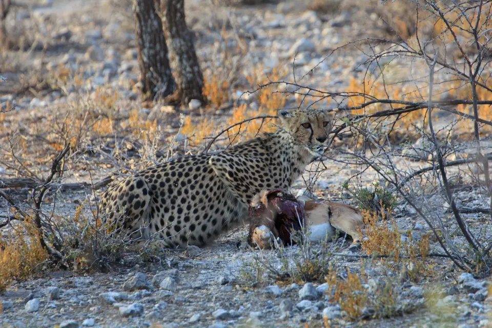 2016-Namibia-0408-2.jpg