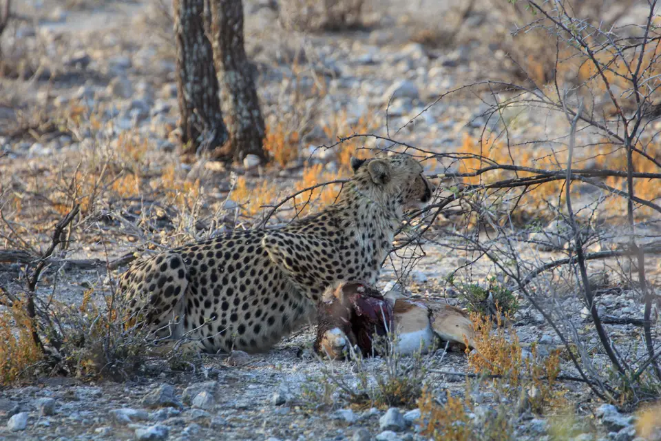 2016-Namibia-0410-2.jpg