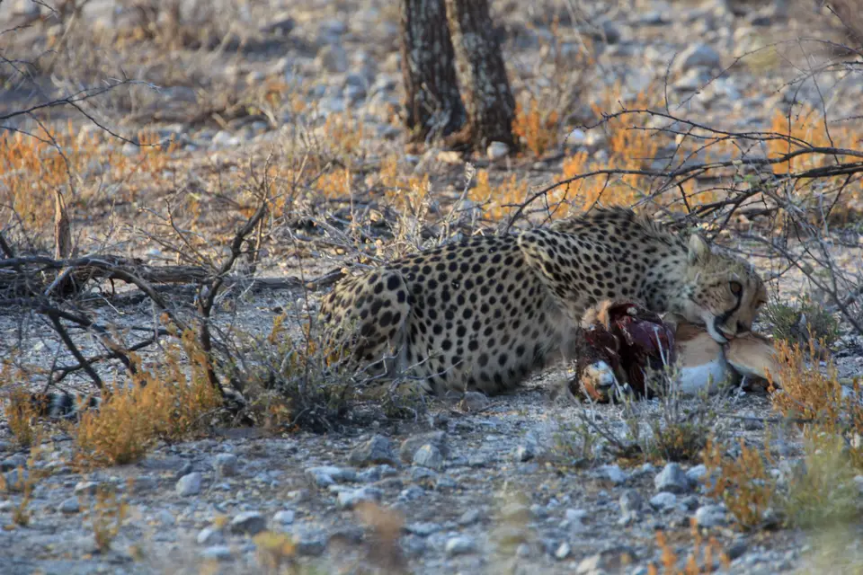 2016-Namibia-0411-2.jpg