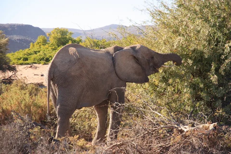 2016-Namibia-0432.jpg