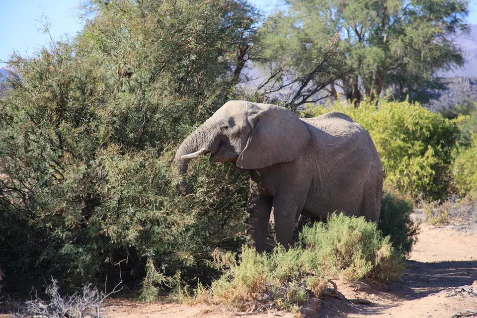 2016-Namibia-0434.jpg