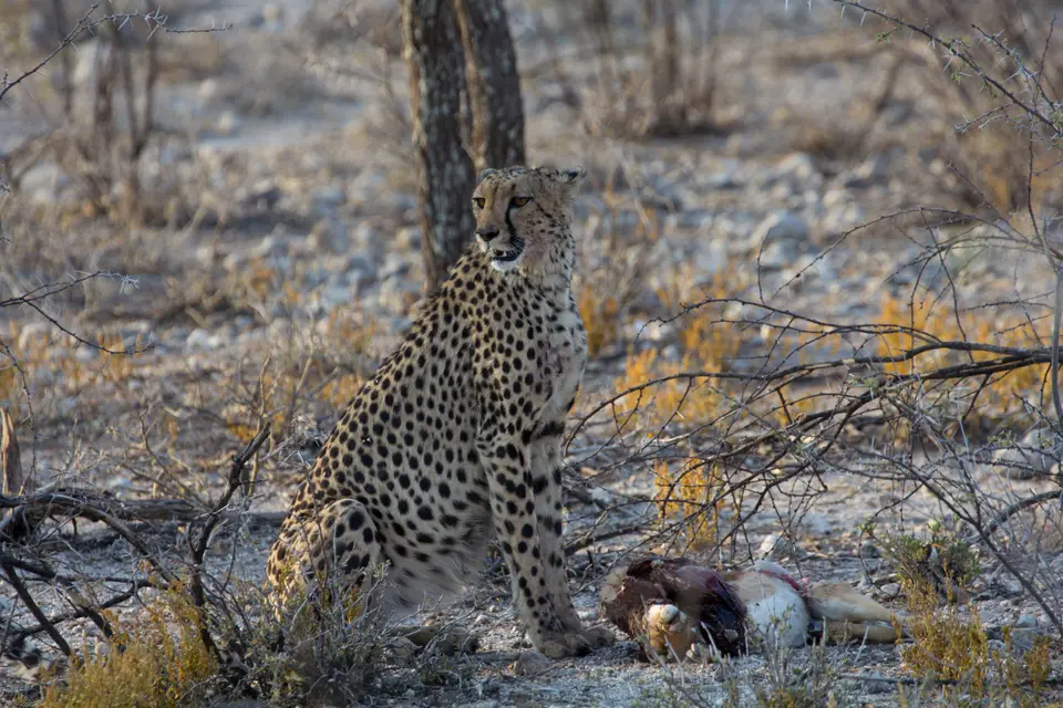 2016-Namibia-0437-2.jpg