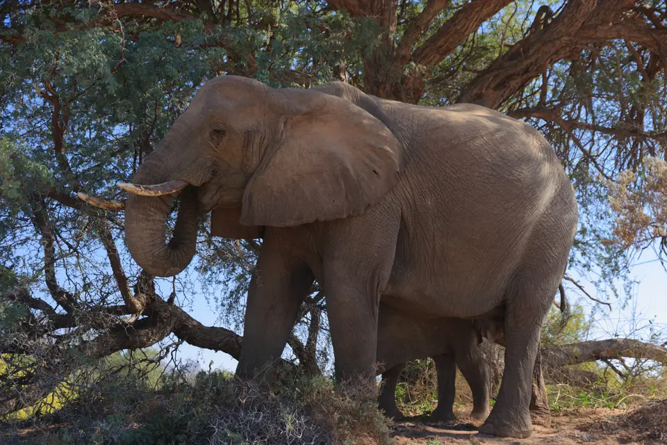 2016-Namibia-0447.jpg