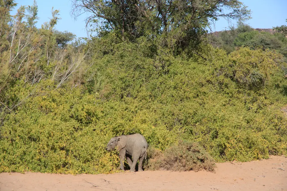 2016-Namibia-0458.jpg