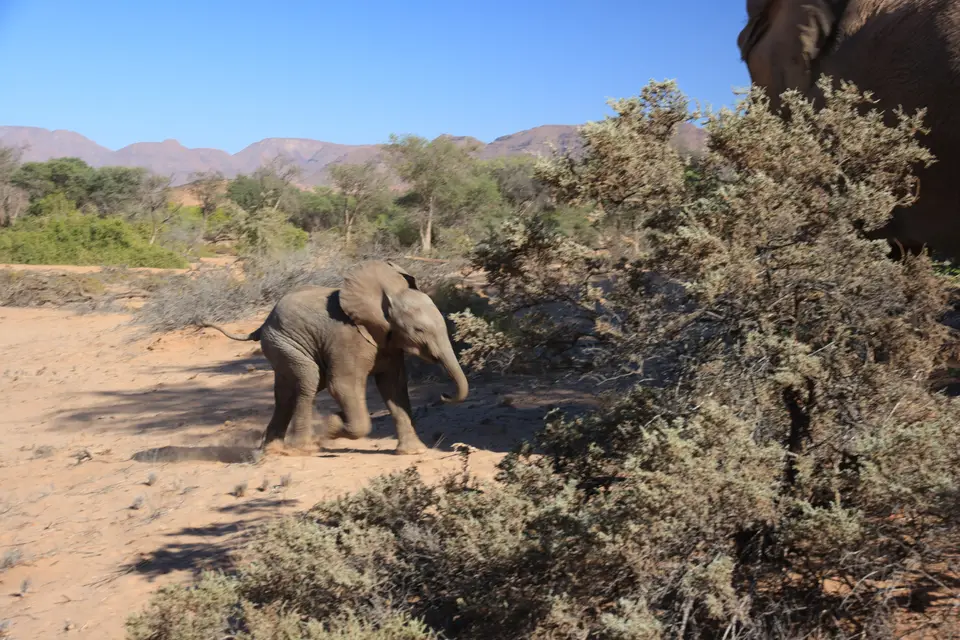 2016-Namibia-0460.jpg