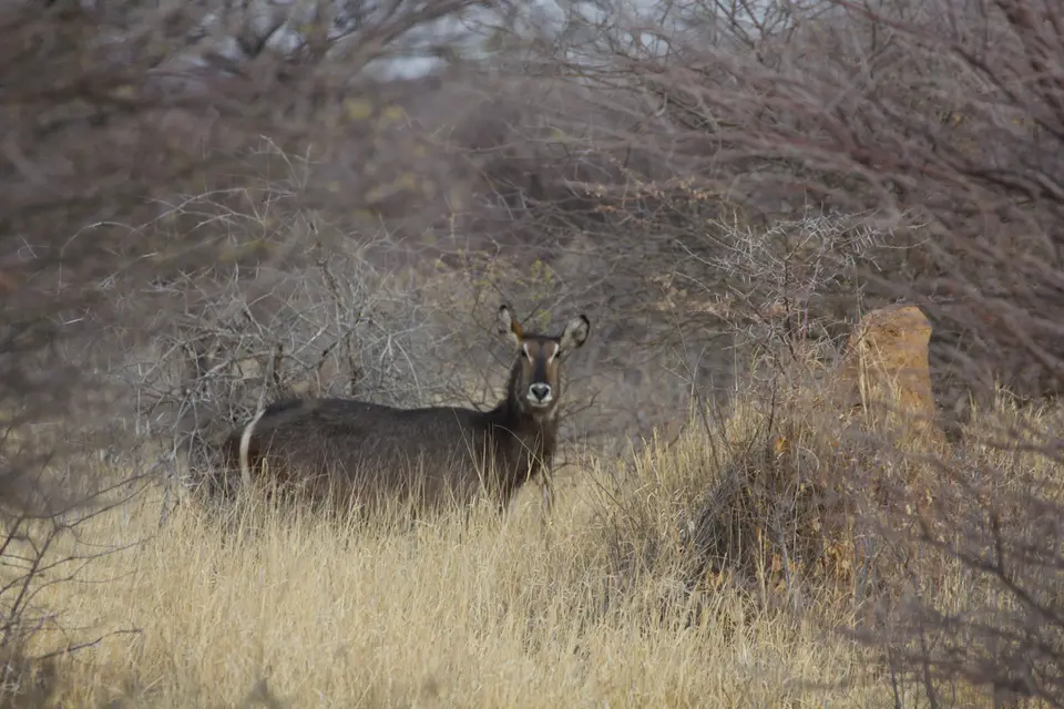2016-Namibia-0471-2.jpg