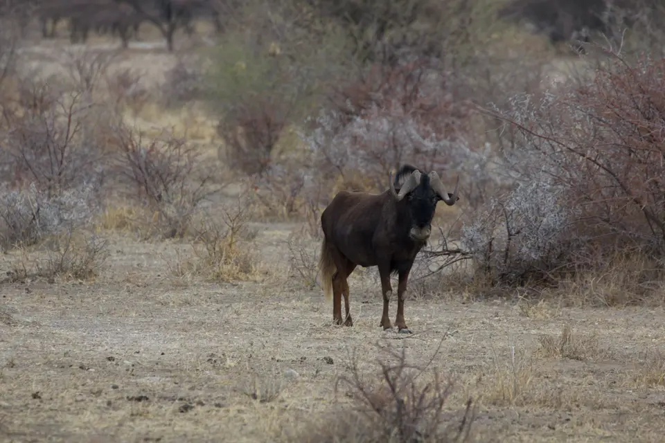 2016-Namibia-0473-2.jpg