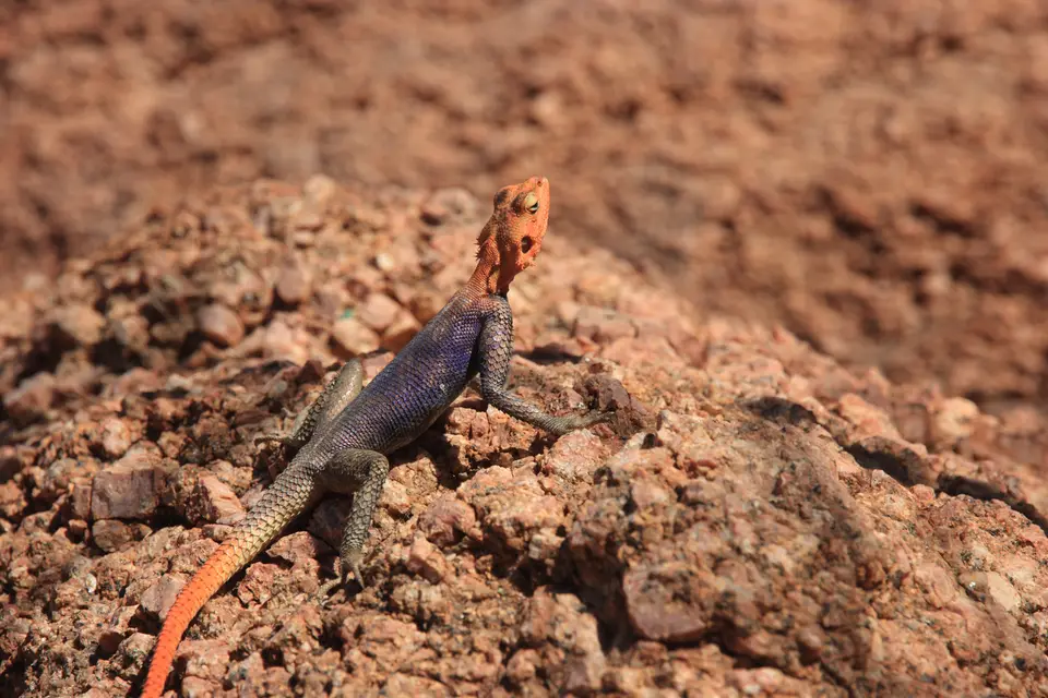 2016-Namibia-0479.jpg