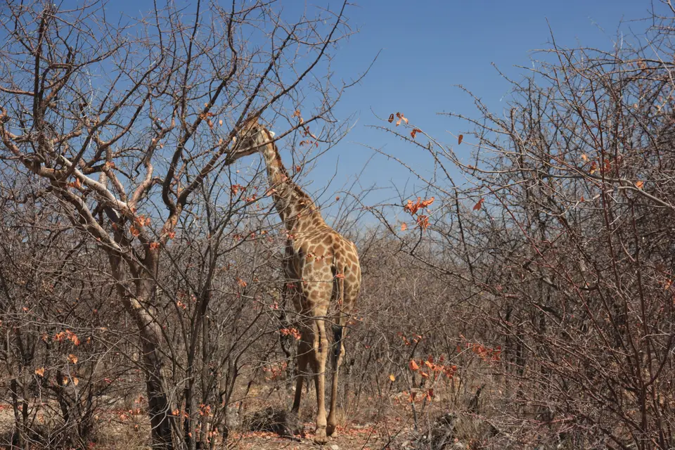 2016-Namibia-0521.jpg