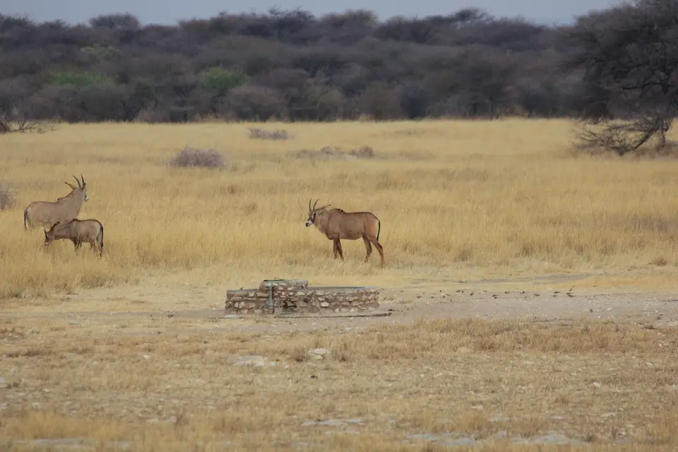 2016-Namibia-0532.jpg
