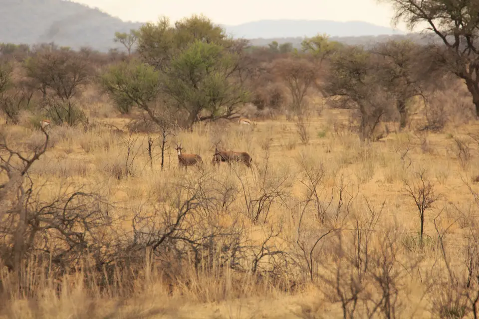 2016-Namibia-0561.jpg