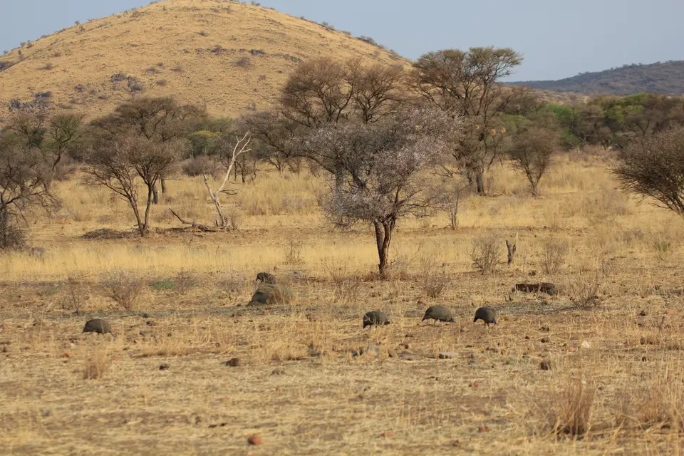 2016-Namibia-0571.jpg