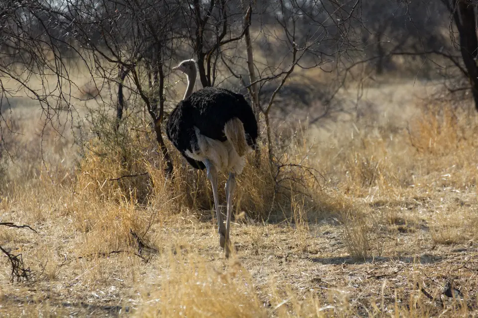 2016-Namibia-0620.jpg