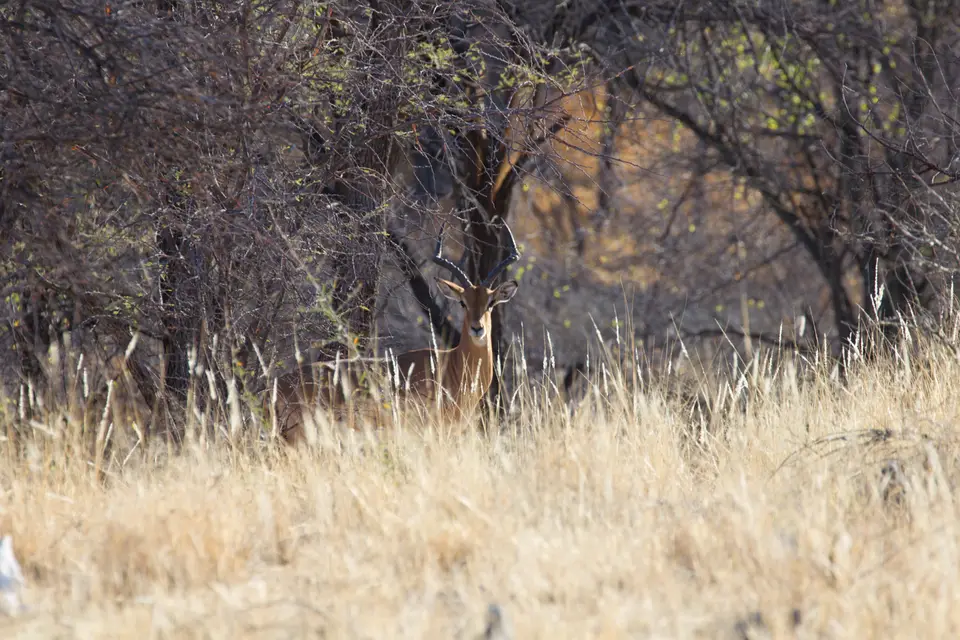 2016-Namibia-0633.jpg