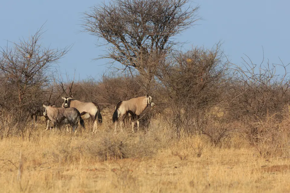 2016-Namibia-0638.jpg