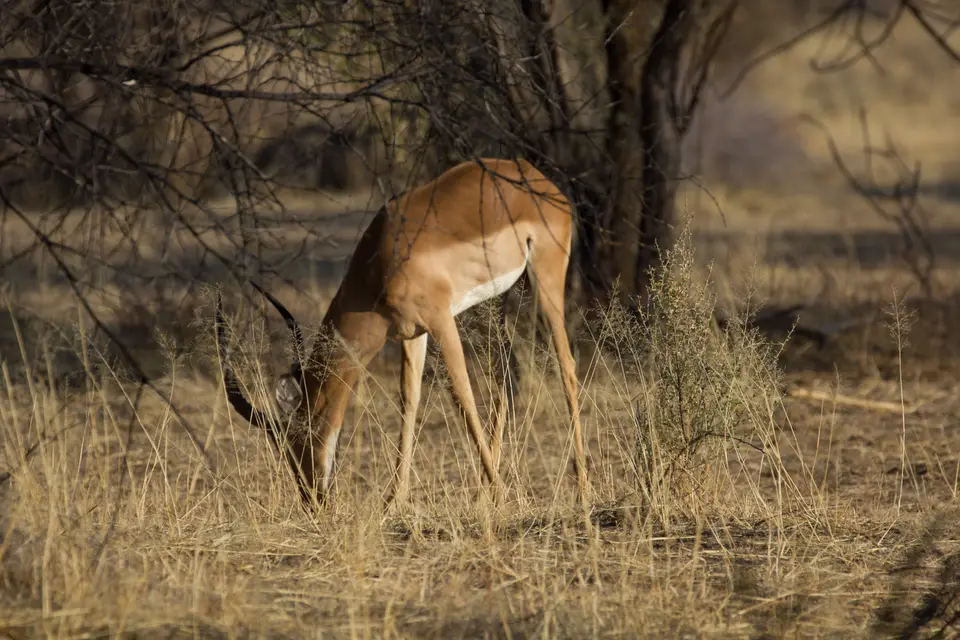2016-Namibia-0642.jpg