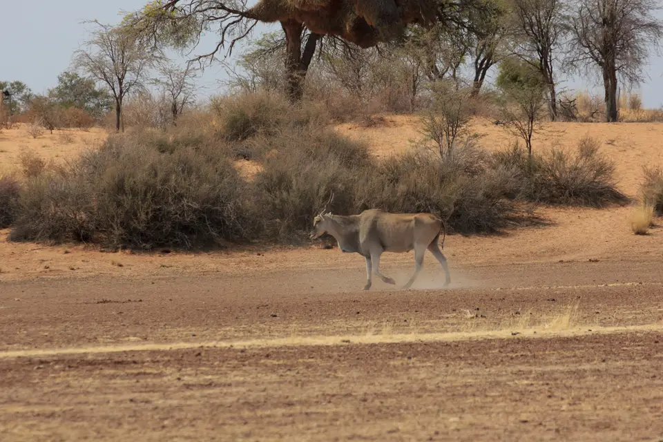 2016-Namibia-8900.jpg