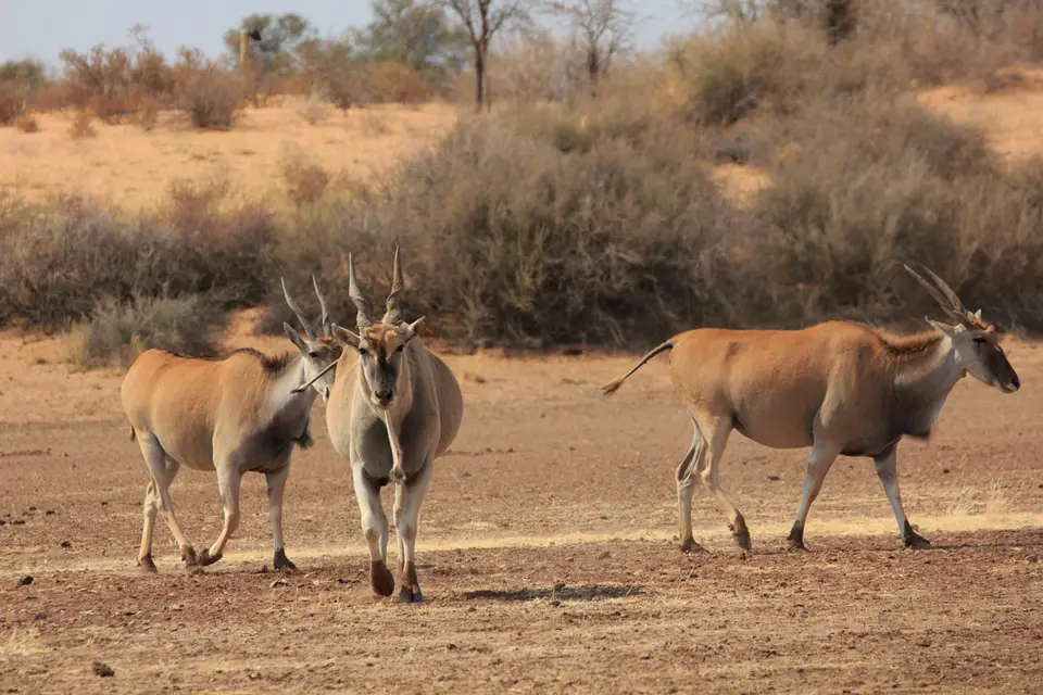2016-Namibia-8913.jpg