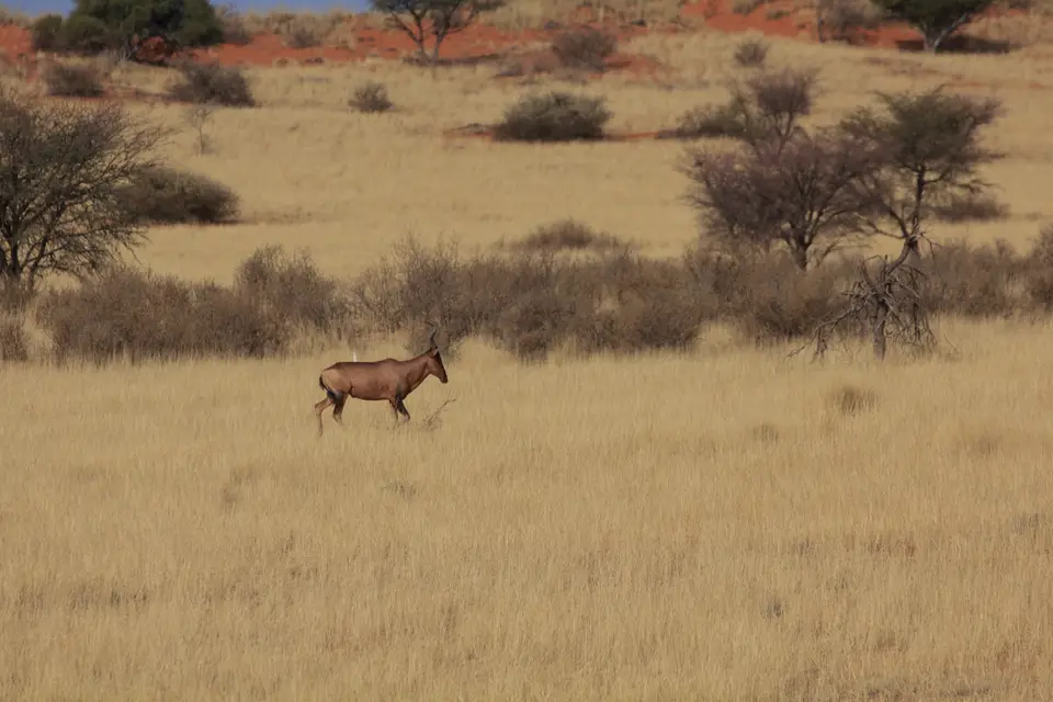 2016-Namibia-8918.jpg