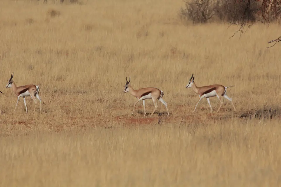 2016-Namibia-8920.jpg
