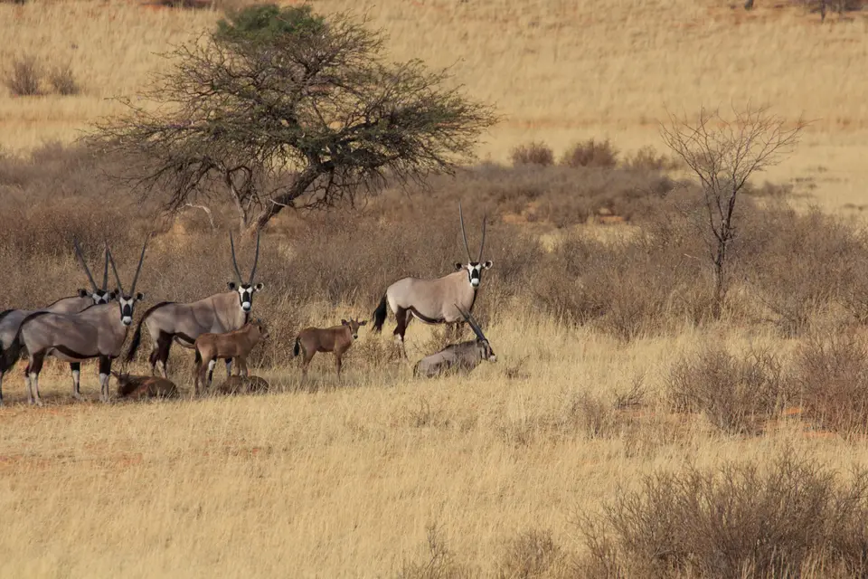 2016-Namibia-8924.jpg