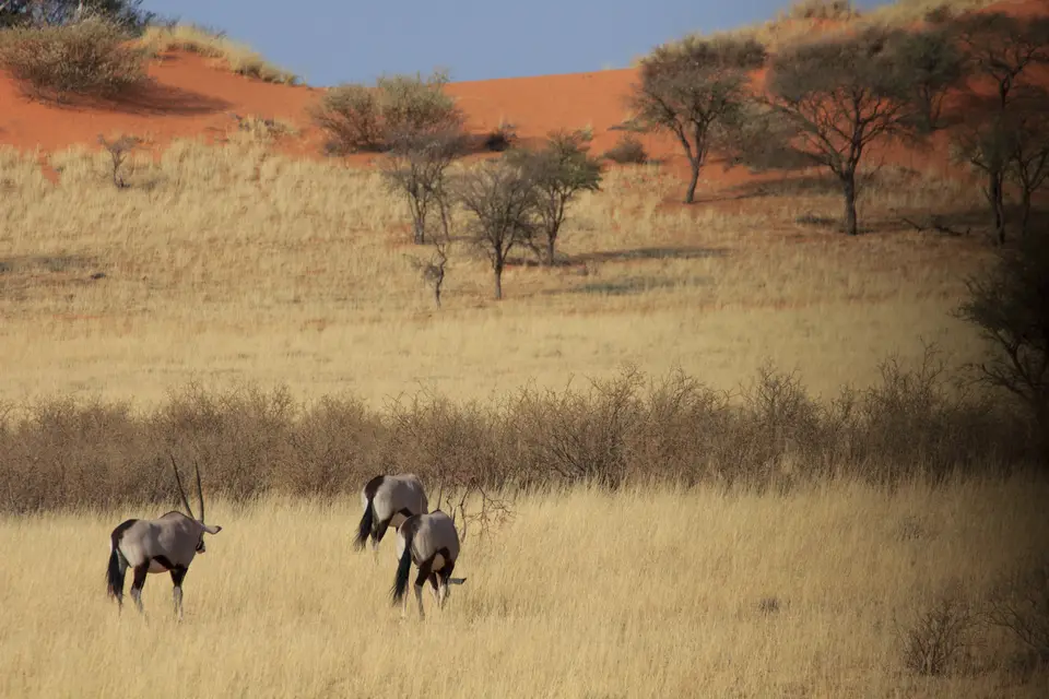 2016-Namibia-8928.jpg