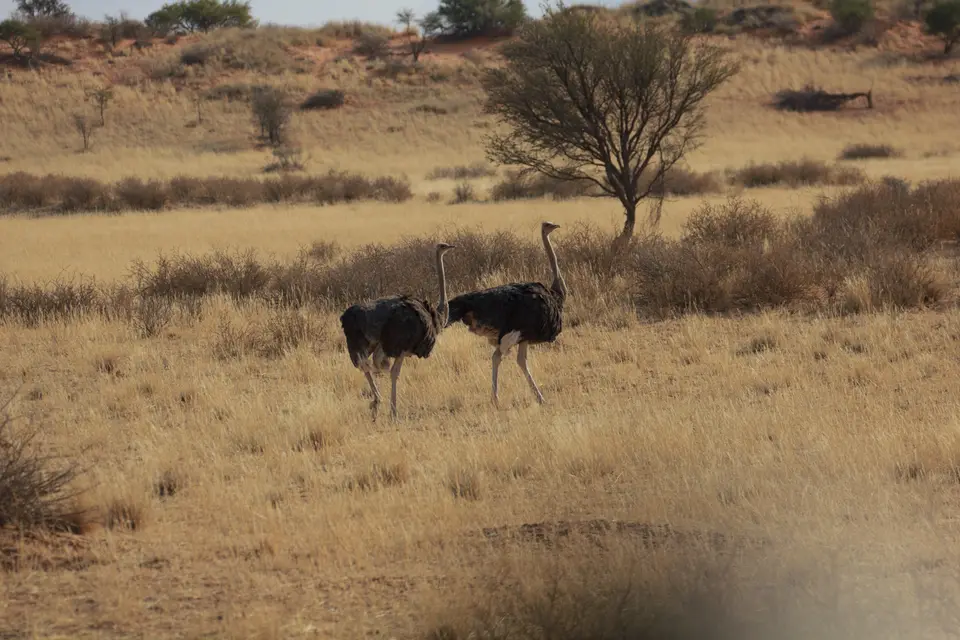 2016-Namibia-8933.jpg