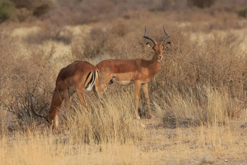 2016-Namibia-8946.jpg
