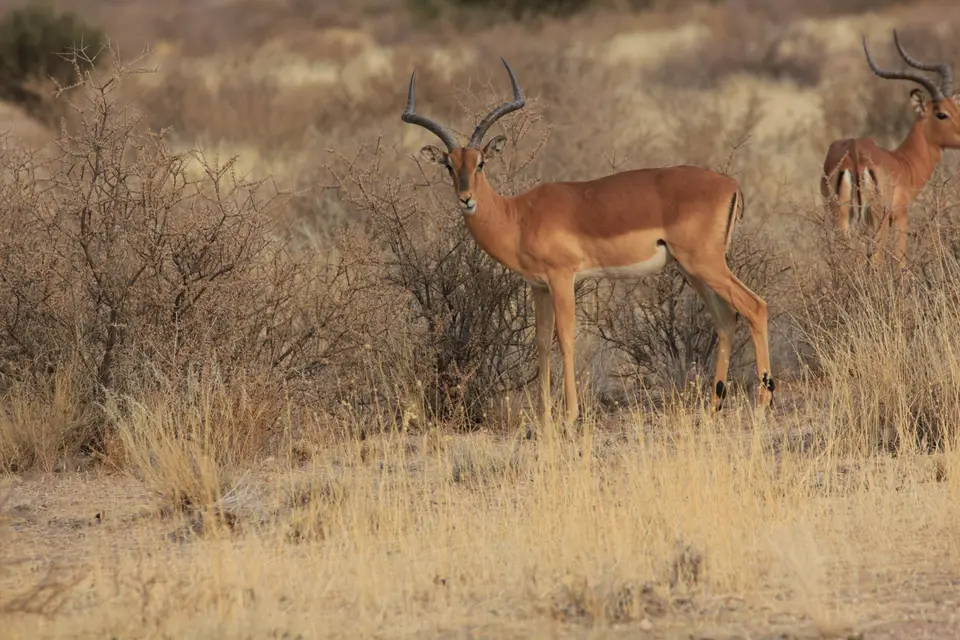 2016-Namibia-8948.jpg