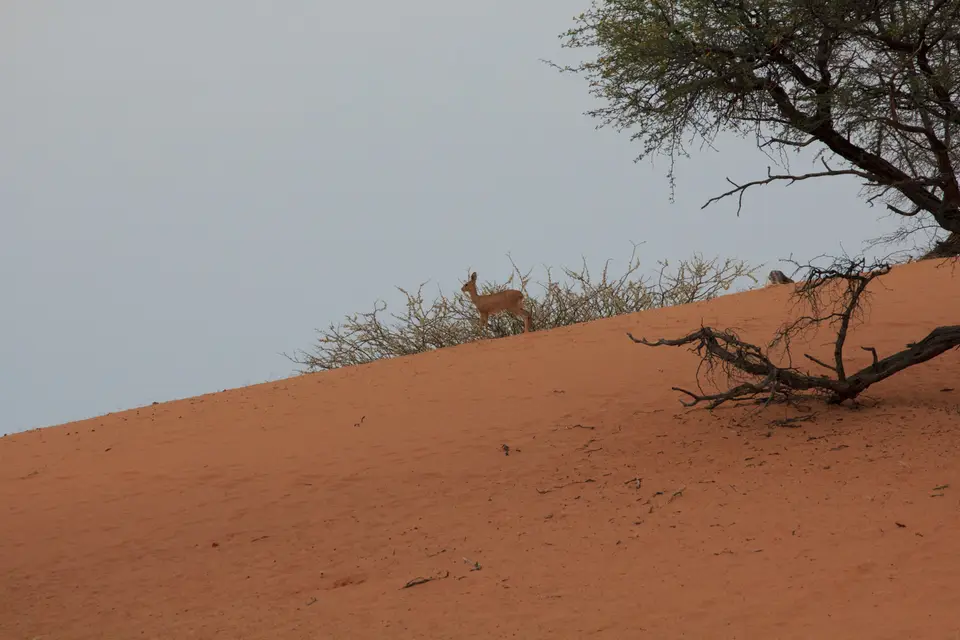 2016-Namibia-8950.jpg