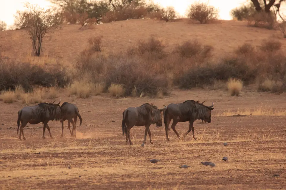 2016-Namibia-9003.jpg