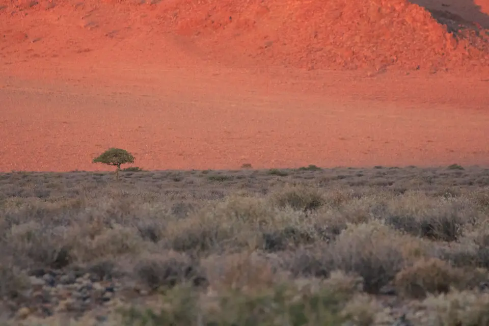 2016-Namibia-9047.jpg